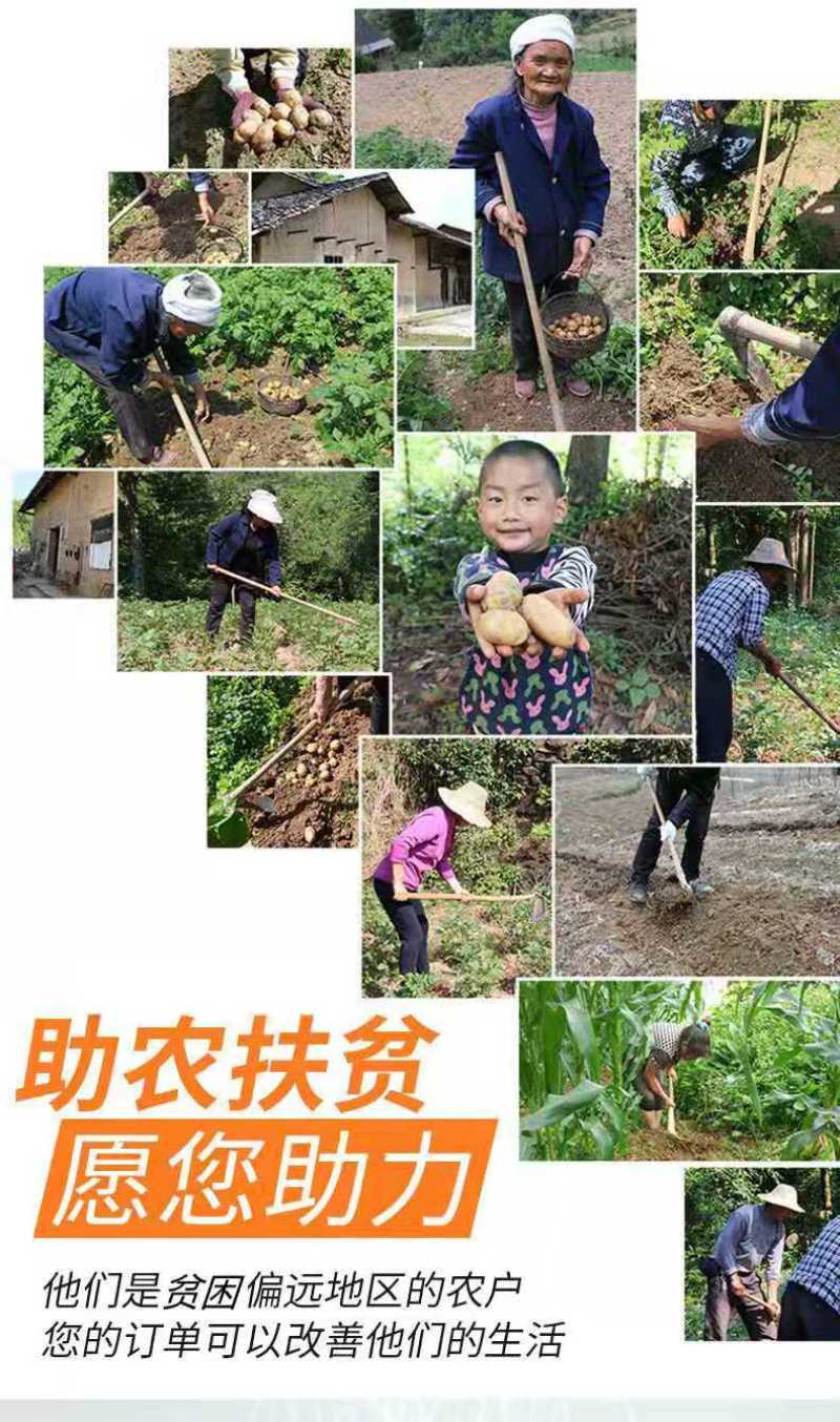 （优选）恩施马尔科小土豆黄心洋芋种子