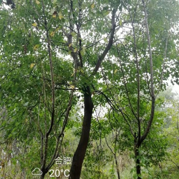 25公分乌桕价格，30公分乌桕树价格便宜