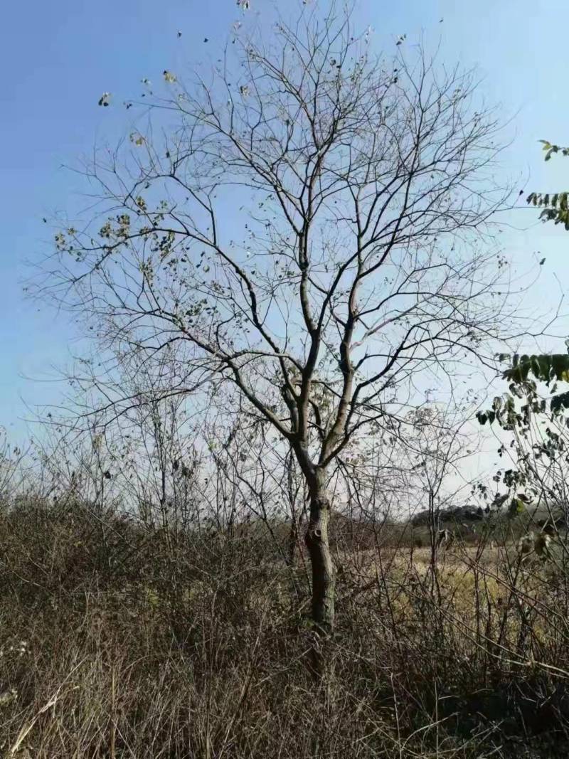25公分乌桕价格，30公分乌桕树价格便宜