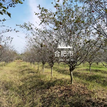 10公分垂丝海棠12公分垂丝海棠价格好美丽