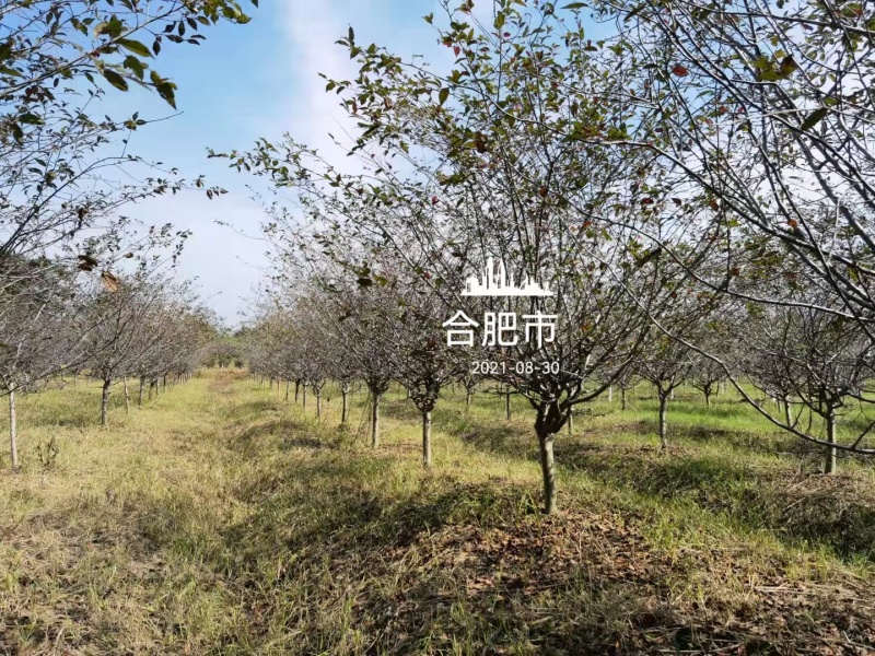 10公分垂丝海棠12公分垂丝海棠价格好美丽