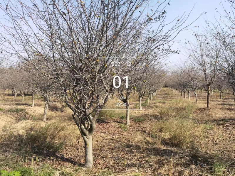 10公分垂丝海棠12公分垂丝海棠价格好美丽