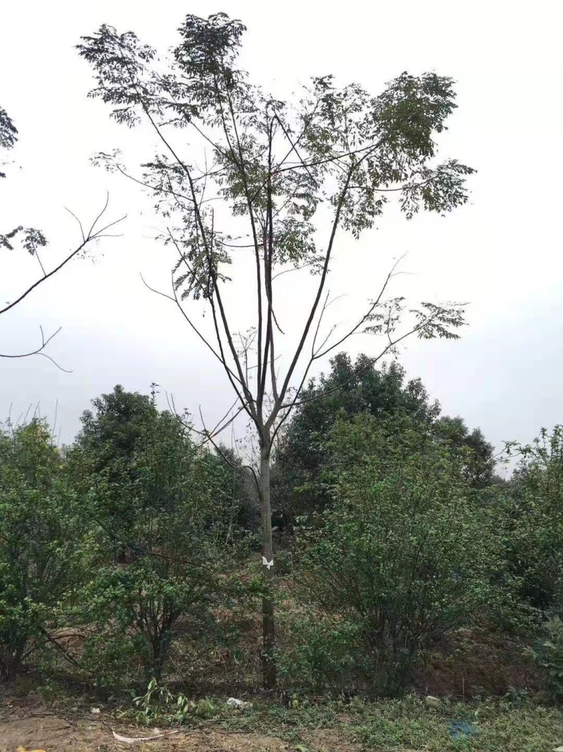 苦楝树价格/14公分15公分苦楝多少钱
