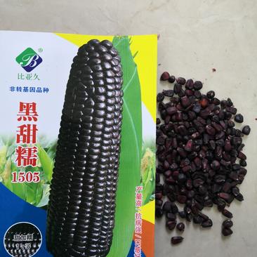 黑玉米种子黑甜糯1505半紧凑型糯玉米籽粒穗轴黑色