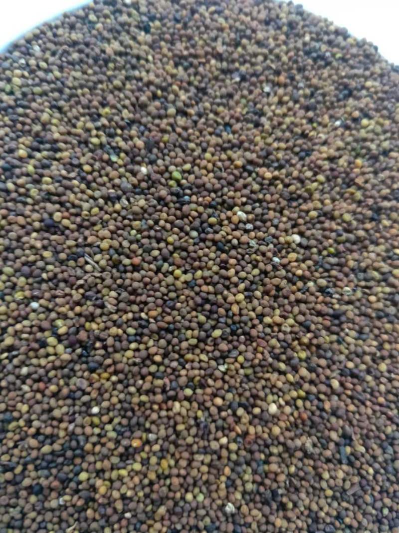 菟丝子含量高颜色好干净产地供应量大从优
