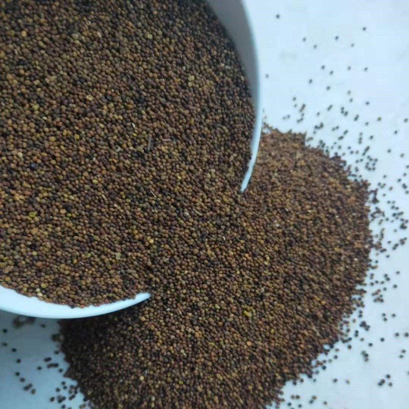 菟丝子含量高颜色好干净产地供应量大从优
