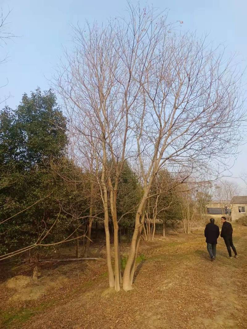 原生丛生乌桕树多少钱一棵乌桕产地报价