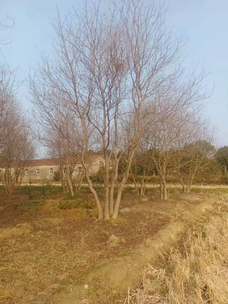 原生丛生乌桕树多少钱一棵乌桕产地报价