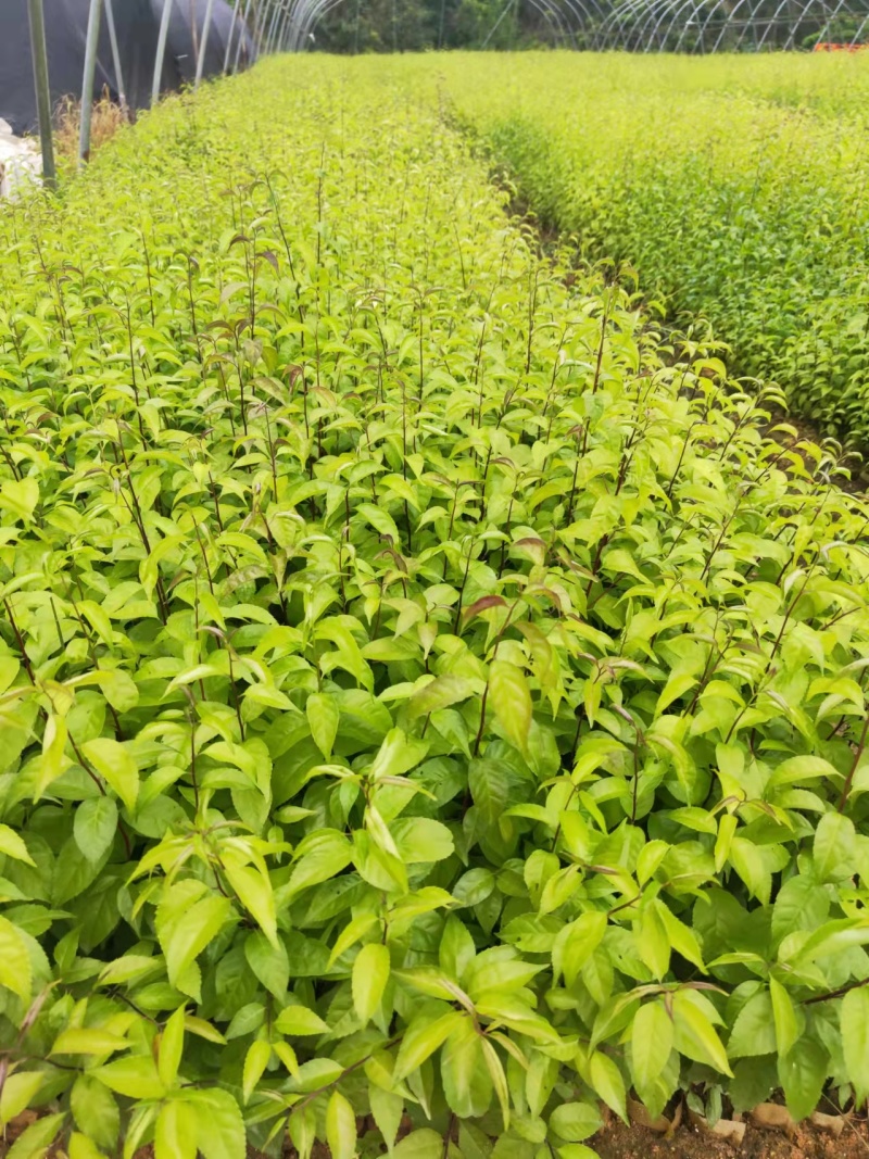 岗梅苗基地批发，包技术，包回收，专业育苗，成活率高
