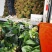 河南焦作博爱精品大叶菠菜25厘米基地直供品质保证代发全国
