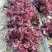 紫色生菜种子红皱曲叶生菜籽高产四季播蔬菜种子结球紫生菜