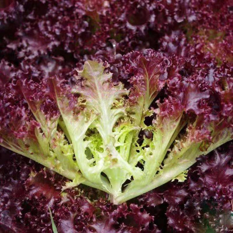 紫色生菜种子红皱曲叶生菜籽高产四季播蔬菜种子结球紫生菜