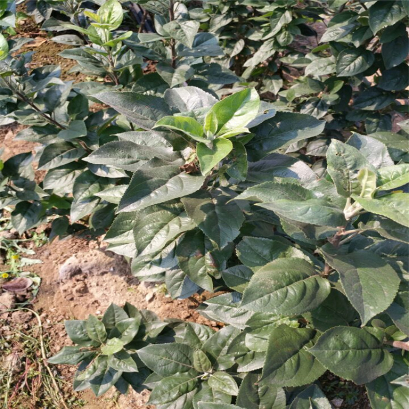 红肉苹果苗山东基地直发品种规格齐全欢迎联系