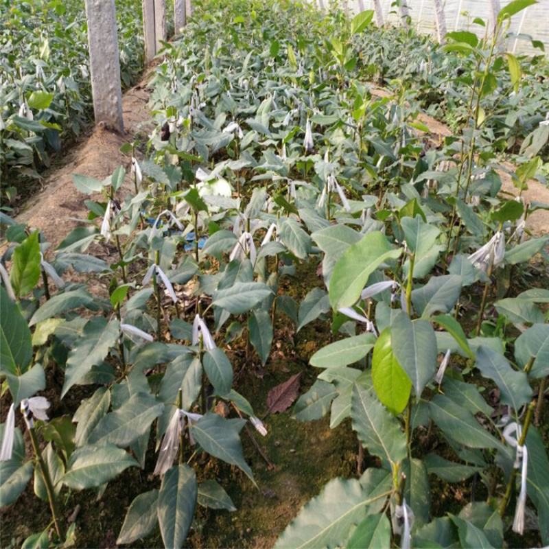 红肉苹果苗山东基地直发品种规格齐全欢迎联系