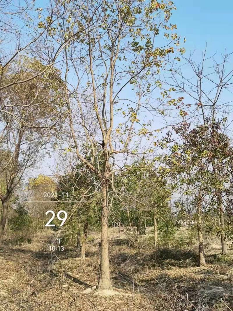 12公分乌桕树多少钱