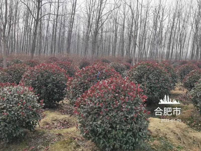 红叶石楠球价格表，2米-2.5米-3米石楠球量大