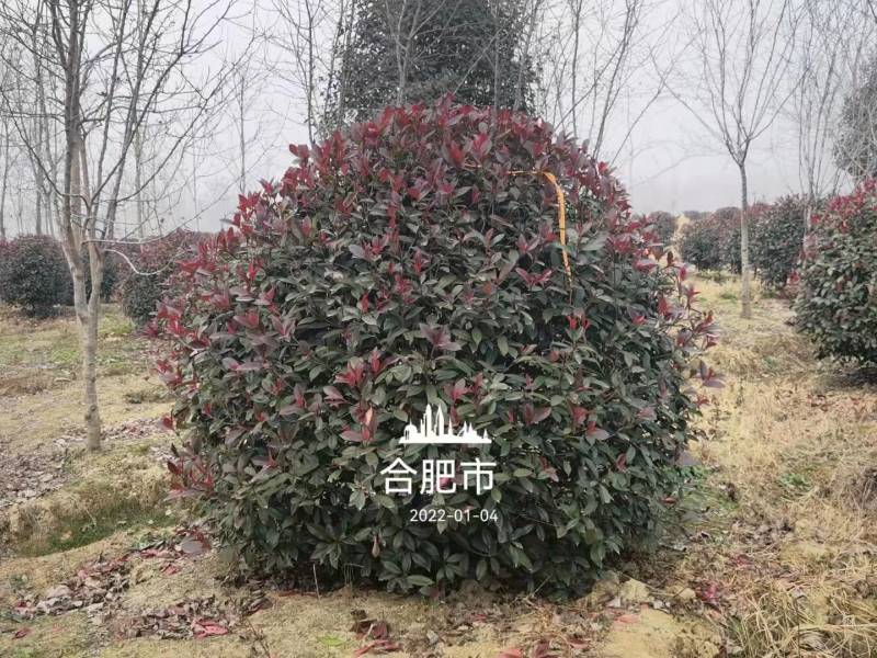 红叶石楠球价格表，2米-2.5米-3米石楠球量大