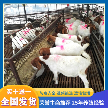 [买十送一】纯种波尔山羊怀孕母羊小羊羔送货上门货到付款
