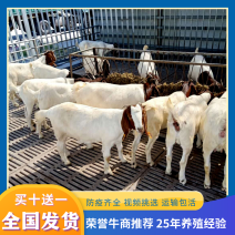 波尔山羊河南纯种羊羔种羊母羊买十送一全国送货到家