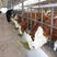 西门塔尔牛云南小母牛四代买十送二全国发货包成活包回收