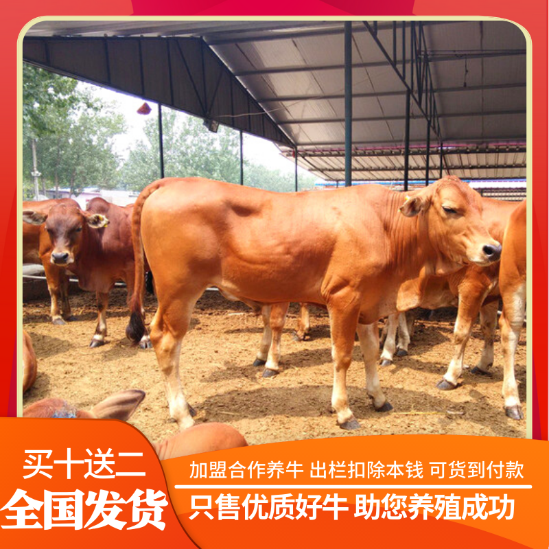 黄牛苗贵州种牛全国发货包送到家死伤包赔可分期货到