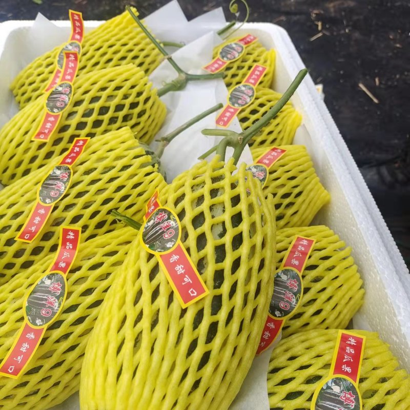 【牛商推荐】精品博洋甜瓜，博洋9甜瓜大量上市中，品质保证
