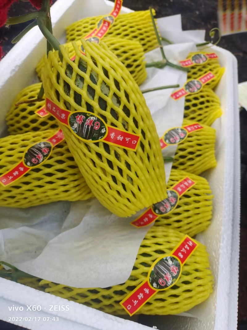【牛商推荐】精品博洋甜瓜，博洋9甜瓜大量上市中，品质保证
