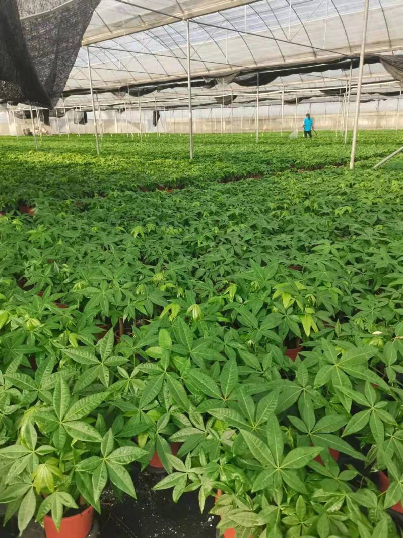 【基地直供】发财树小盆栽五福发财树盆栽基地直供
