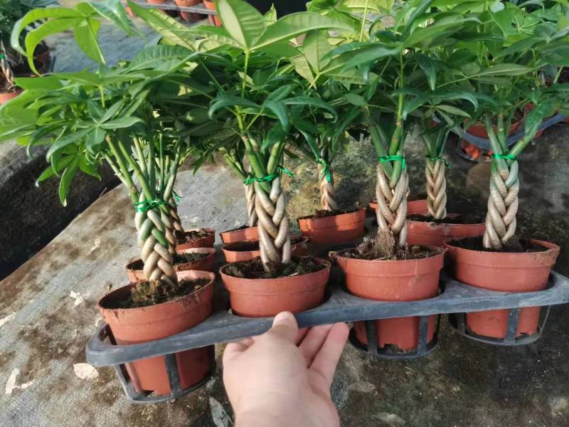 【基地直供】精品五编发财树小盆栽迷你编辫子发财树