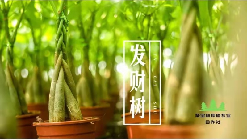 【基地直供】精品五编发财树小盆栽迷你编辫子发财树
