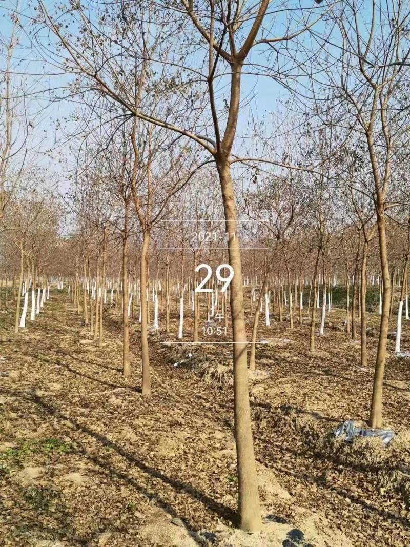 15公分乌桕树，18公分乌桕树多少钱