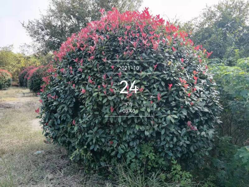 红叶石楠球价格表，1-2-3米石楠精球批发
