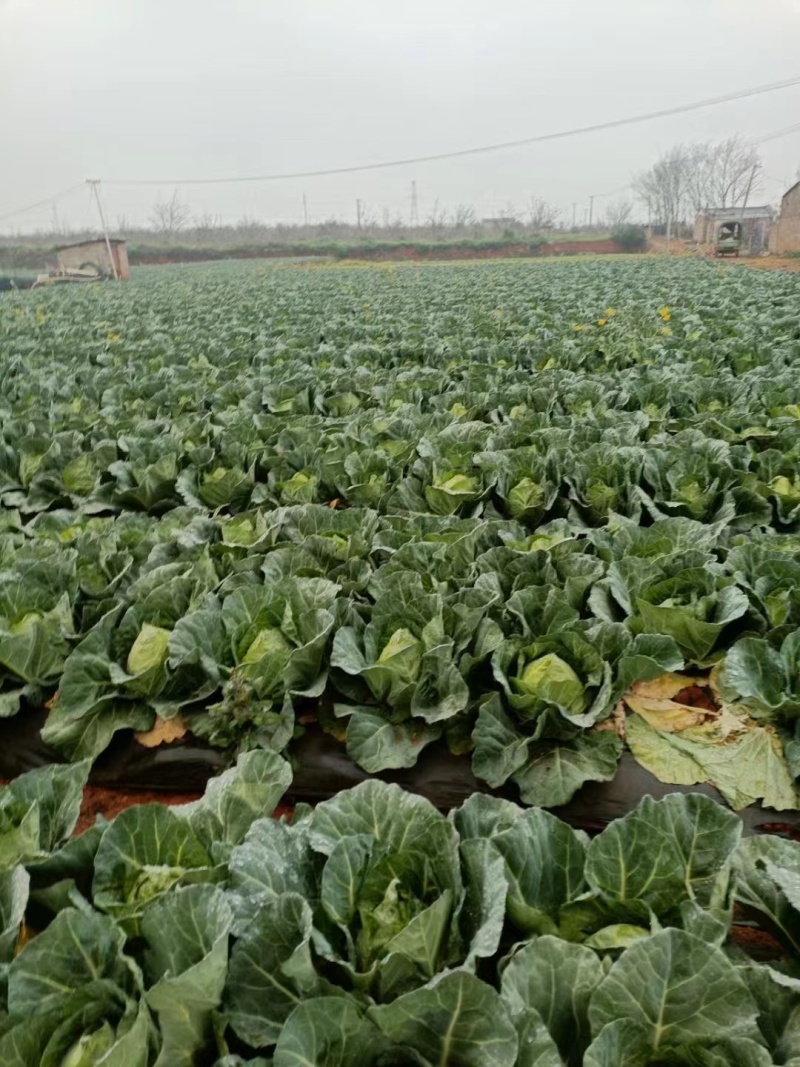 甘蓝，精品山地平包甘蓝大量上市每天可出100吨需要的联系