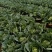 甘蓝，精品山地平包甘蓝大量上市每天可出100吨需要的联系