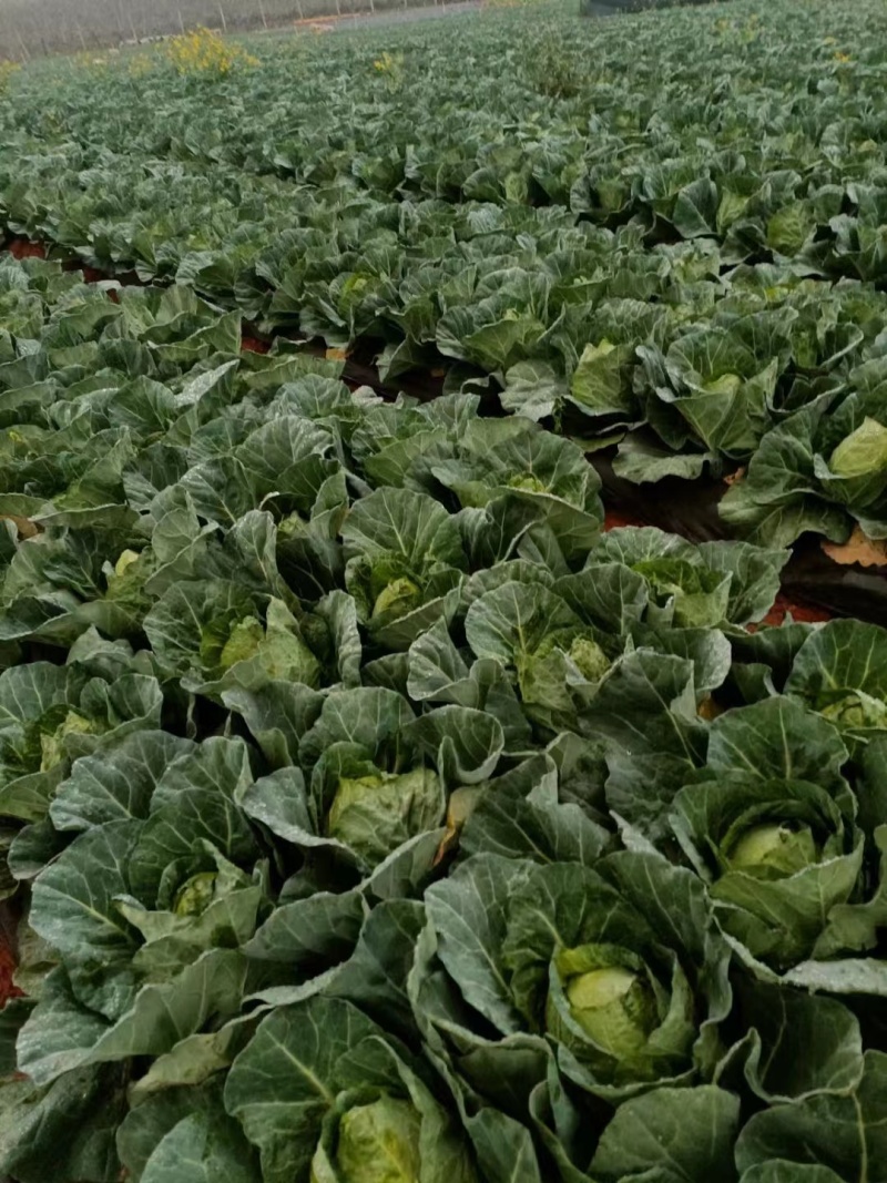 甘蓝，精品山地平包甘蓝大量上市每天可出100吨需要的联系