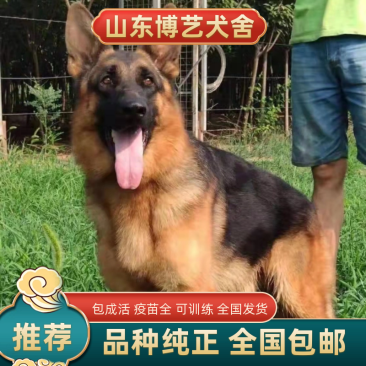 最便宜的德国牧羊犬哪里有疫苗齐全视频选购