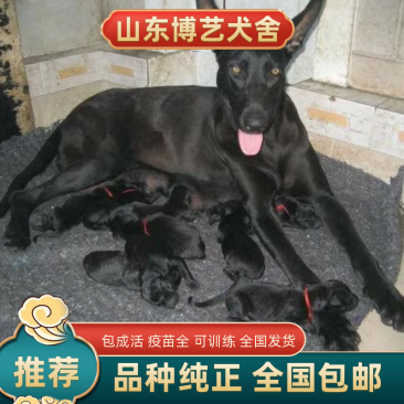 纯种黑狼幼犬大型看家护院犬墨界黑狼犬猛犬护卫犬巨型犬看家