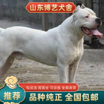 纯种杜高犬活体幼犬幼崽好养可训练化家养巨型伴侣狗