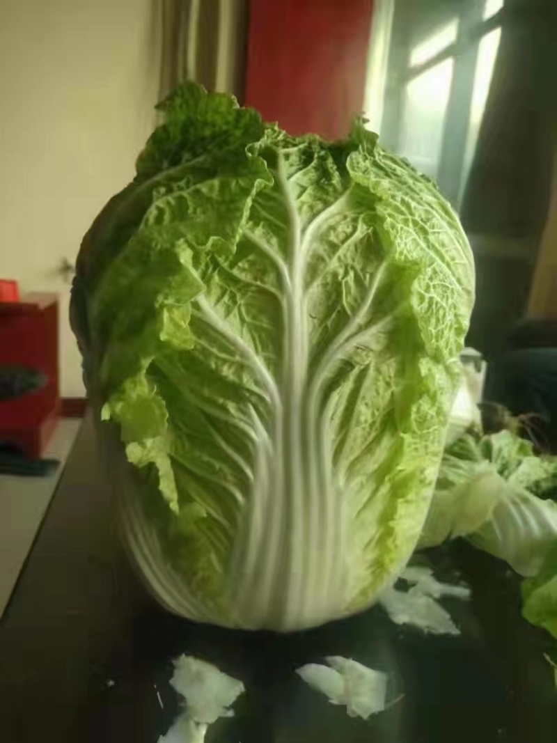 精品云南大白菜150吨长年供应产现摘现发产地直发