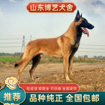 马犬公纯种爆红马犬颜色好体行好好训练