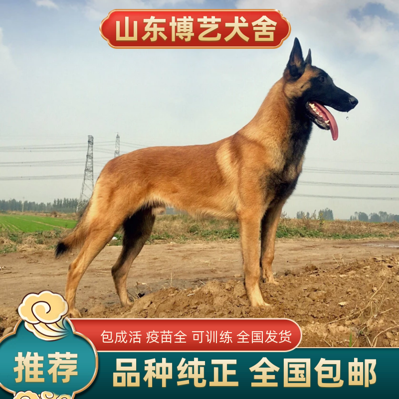 马犬公纯种爆红马犬颜色好体行好好训练