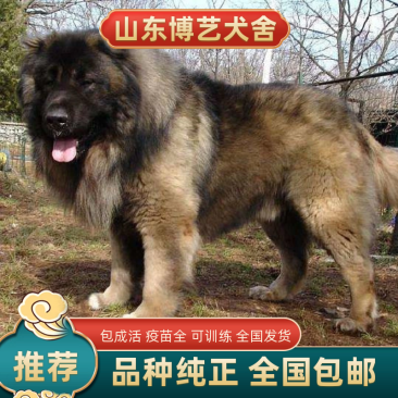 纯种高加索幼犬疫苗齐全特种护卫犬看家护院