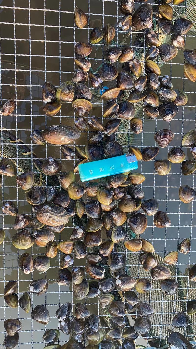 北江沙蚬新鲜蛤蜊水产鲜活发货货源充足基地直供