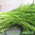 茴香种子割茬小茴香种子高产大田用小叶茴香种子