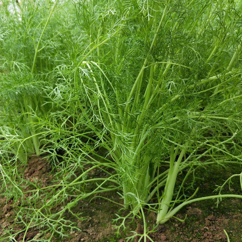 茴香种子割茬小茴香种子高产大田用小叶扁杆茴香种子