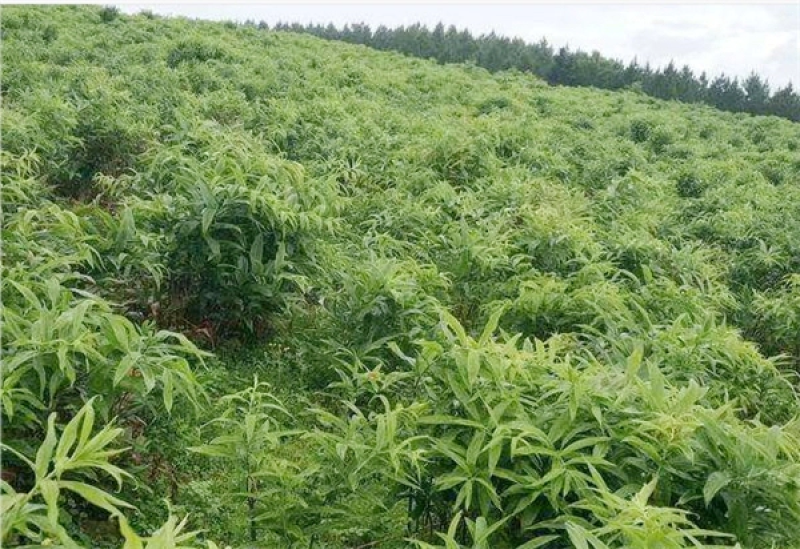 黄精种苗四川黄精种苗黄精块茎基地直供欢迎咨询采购