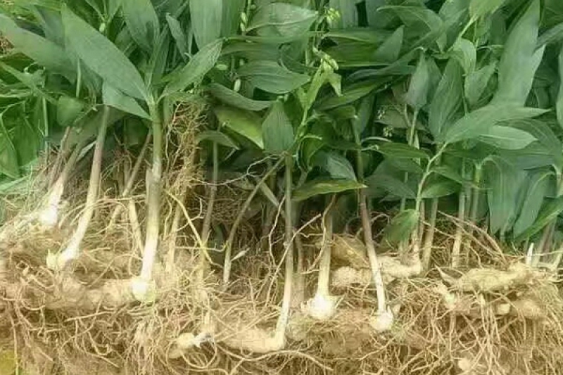黄精种苗四川黄精种苗黄精块茎基地直供欢迎咨询采购