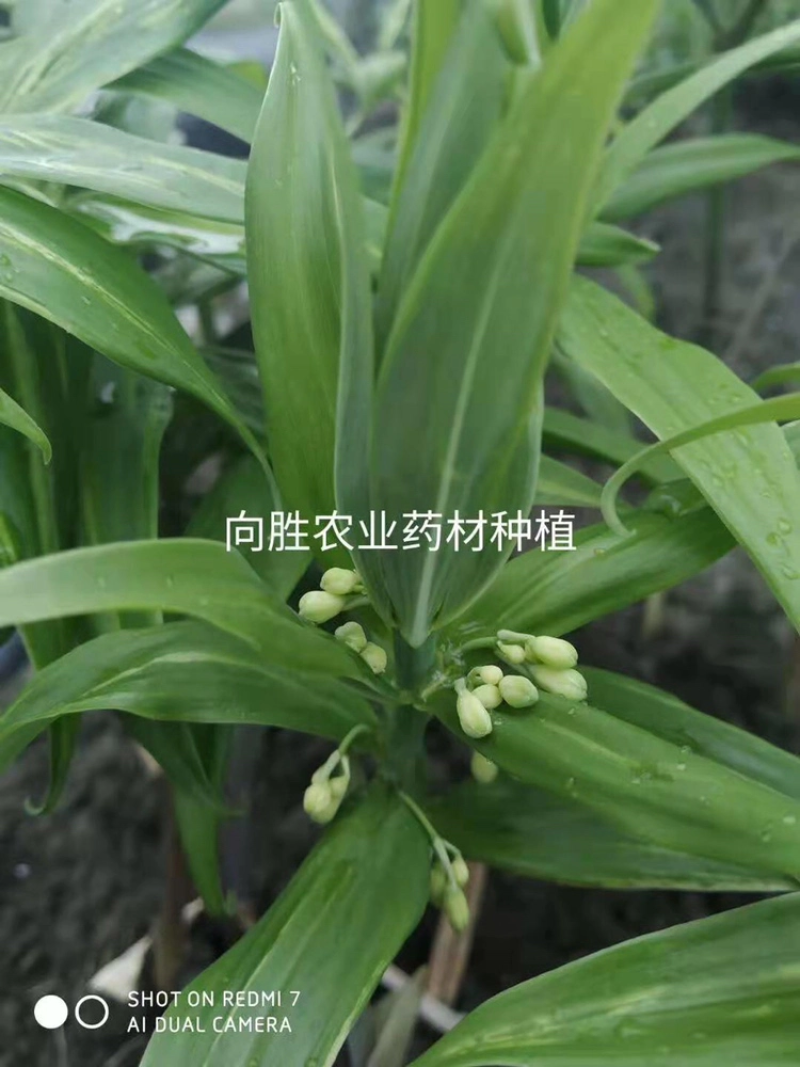 黄精种苗四川黄精种苗黄精块茎基地直供欢迎咨询采购