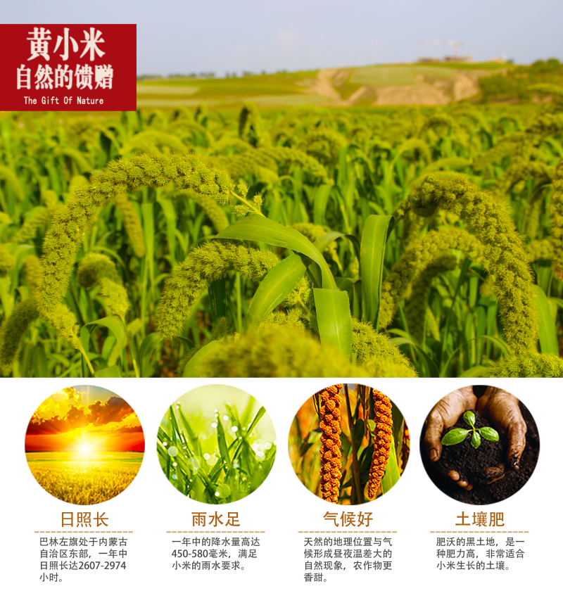 内蒙古特产毛毛谷小米林东特产批发产地直发运输便利品质优良