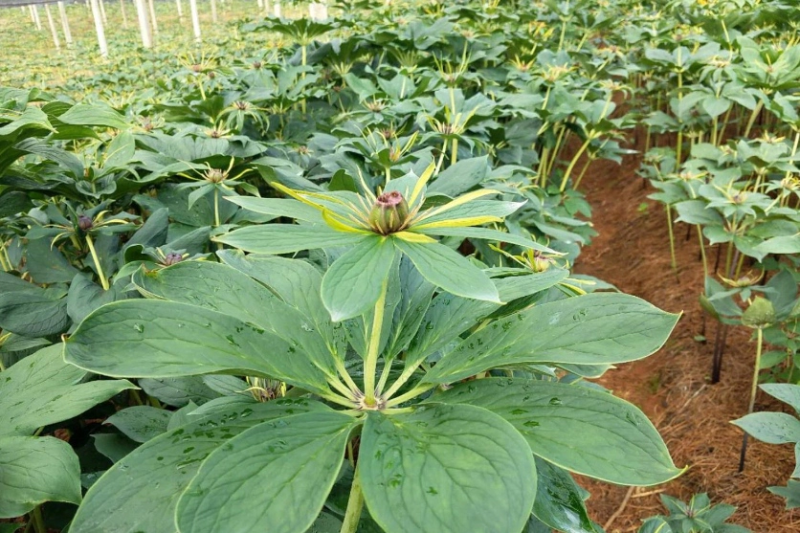 重楼苗四川重楼苗七叶一枝花基地种植质量保证